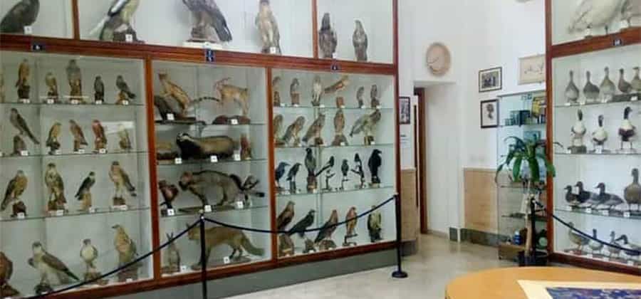 Museo Ornitologico di Mazara
