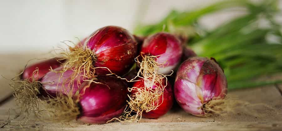 Museo della Cipolla Rossa di Tropea