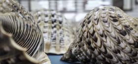 Museo Malacologico Piceno