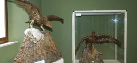 Museo dell’Avifauna dell’Appennino