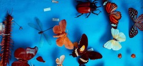Museo di Entomologia dell’Università della Tuscia