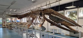 Museo della Balena