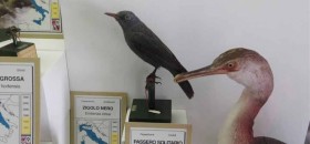 Museo Civico Ornitologico di Lonato