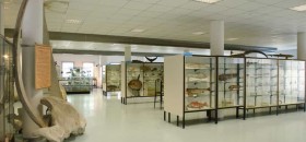 Museo Ittico 