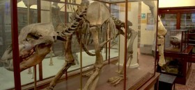 Museo di Paleontologia di Modena