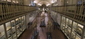 Museo di Zoologia 