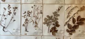 Museo delle Erbe "In Herbis Salus"