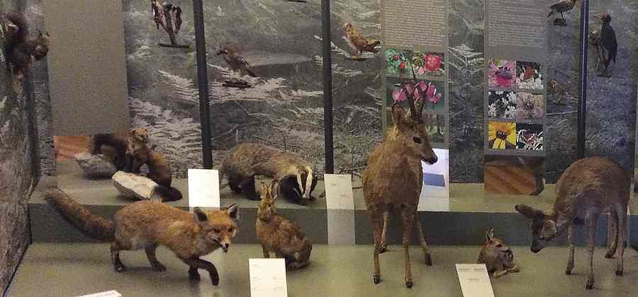 Museo Palazzo Corte Metto