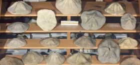 Museo di Geopaleontologia italiana "Quintino Sella"