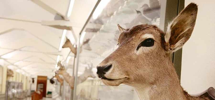 Museo di Storia Naturale don Bosco