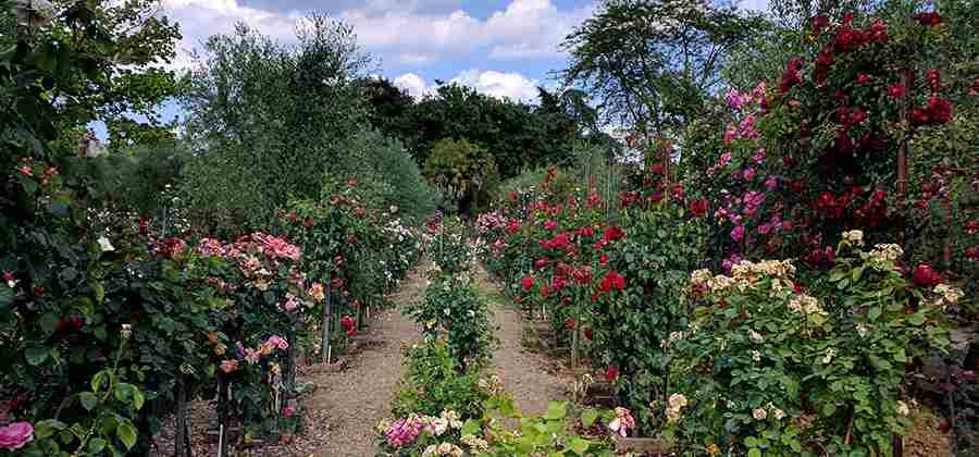 Roseto Botanico “Gianfranco e Carla Fineschi”