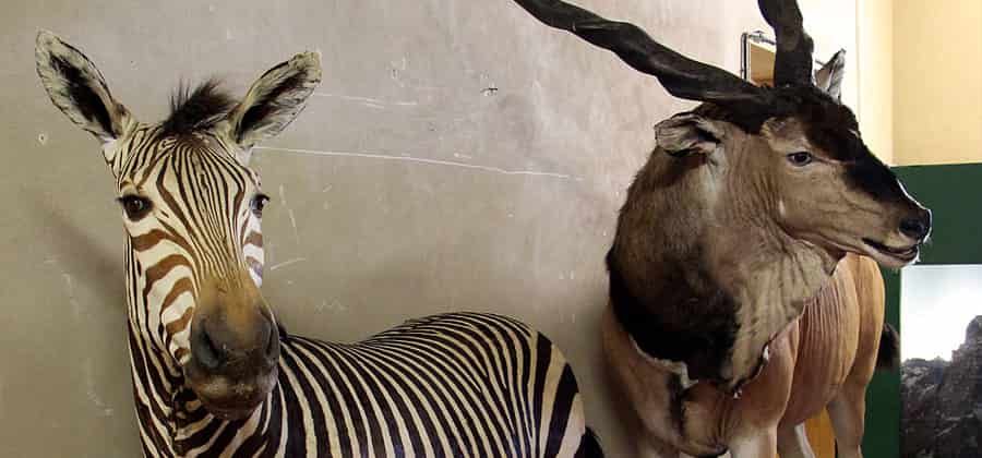 Museo Zoologico di Villa Baciocchi