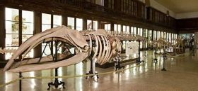 Museo di Zoologia di Napoli