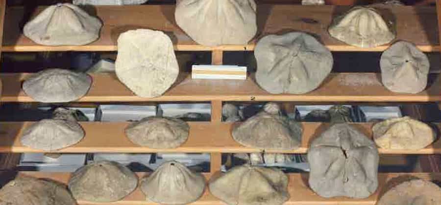 Museo di Geopaleontologia italiana "Quintino Sella"