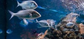 Acquario Comunale di Grosseto