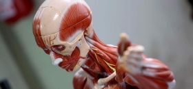 Collezione di Anatomia Umana