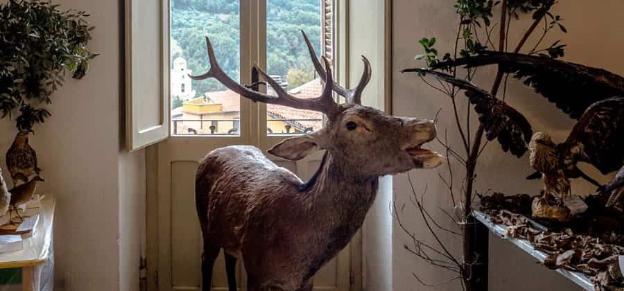 Museo di Scienze Naturali di Belvì