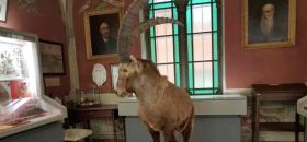 Museo Civico Craveri di Storia Naturale