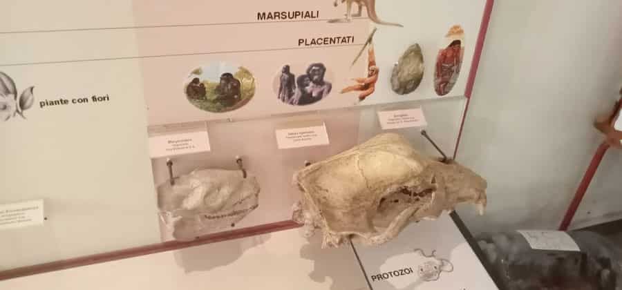 Museo Civico di Vignola “Augusta Roffi”