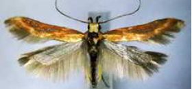 Museo Naturalistico Valle di Schievenin